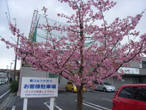 駐車場の河津桜